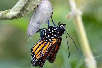 Fototapeta na wymiar Emerging Monarch butterfly