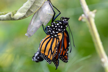 Emerging Monarch butterfly