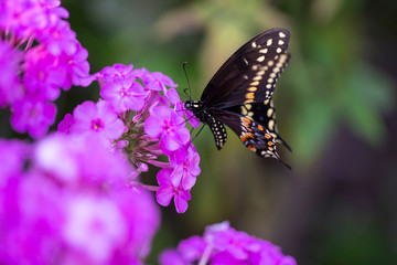 Fototapeta na wymiar Black swallowtail butterfly on a purple flower