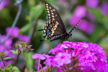 Fototapeta na wymiar Black swallowtail butterfly on purple flower