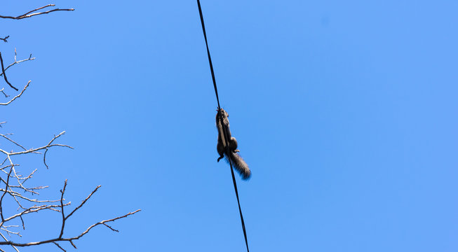 Squirrel Running On Telecommunication Wires