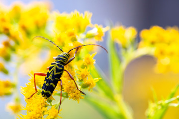 Closeup of insect on yellow flower