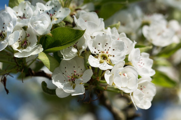 Closeup of pear tree with white blossom - blurred background