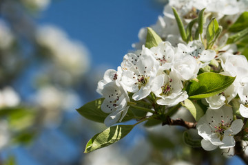 Closeup of pear tree branch with white blossom against blue sky - blurred background, copy space