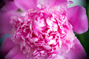 Beautiful pink peony background in vintage style. Beautiful flowers, peonies. A bouquet of pink pawns background. Lush petals of white-pink peony, close-up. pink colored peonies, blur, soft focus,