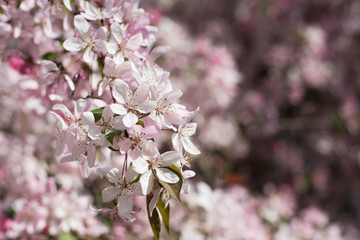 Closeup of a brnch of beautiful spring plum tree covered with pink blossom