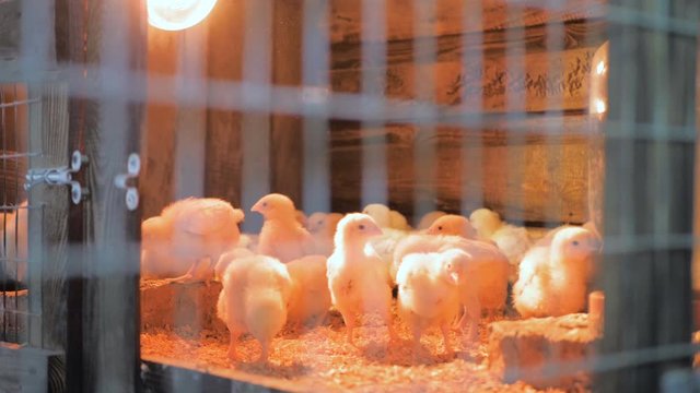 Broiler chicken chicks at the poultry farm