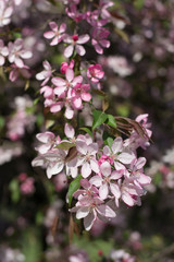 Branch of a plum tree covered with pink blossom - blurred background