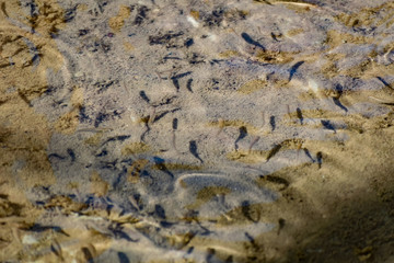Small, nimble and bright-eyed sea fish swim in the sea, in salt water. The size of the fish is about 4 cm, the water is clean and clear, the animals eat a piece of bread thrown into a shallow pond.