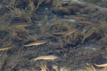 Small, nimble and bright-eyed sea fish swim in the sea, in salt water. The size of the fish is...