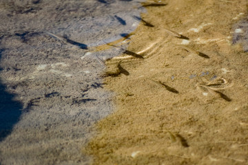 Small, nimble and bright-eyed sea fish swim in the sea, in salt water. The size of the fish is about 4 cm, the water is clean and clear, the animals eat a piece of bread thrown into a shallow pond.