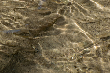 Small, nimble and bright-eyed sea fish swim in the sea, in salt water. The size of the fish is...