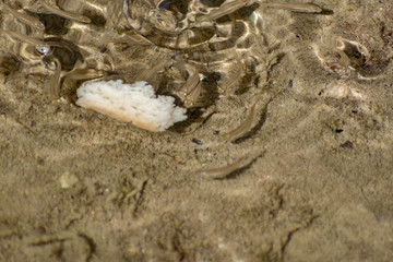 Small, nimble and bright-eyed sea fish swim in the sea, in salt water. The size of the fish is about 4 cm, the water is clean and clear, the animals eat a piece of bread thrown into a shallow pond.
