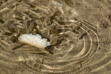 Small, nimble and bright-eyed sea fish swim in the sea, in salt water. The size of the fish is about 4 cm, the water is clean and clear, the animals eat a piece of bread thrown into a shallow pond.