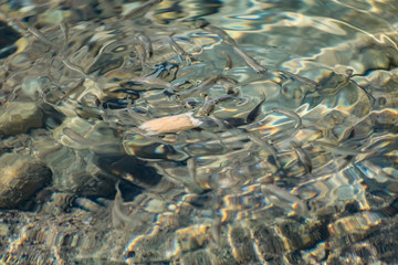 Small, nimble and bright-eyed sea fish swim in the sea, in salt water. The size of the fish is about 4 cm, the water is clean and clear, the animals eat a piece of bread thrown into a shallow pond.