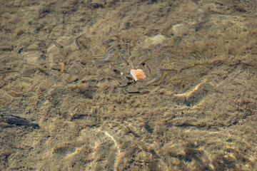 Small, nimble and bright-eyed sea fish swim in the sea, in salt water. The size of the fish is about 4 cm, the water is clean and clear, the animals eat a piece of bread thrown into a shallow pond.