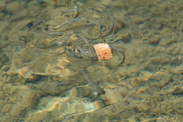 Small, nimble and bright-eyed sea fish swim in the sea, in salt water. The size of the fish is...