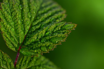 Close-up of fresh green leaves of raspberry against green background with sunlight, drops of water and light reflections