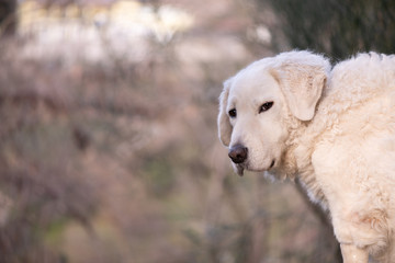 White large Kuvasz Dog sitting outdoors, looking into the camera