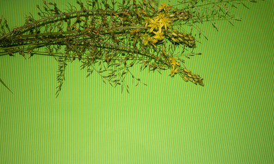 wildflowers and grass seeds against a green background