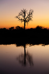 Obraz na płótnie Canvas Tree With Reflections in Still Water Pond - Drinking Hole in South Africa at Sunset