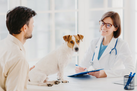 Dog owner comes with heart diseased animal to vet for checkup. Jack russell terrier sits at examination table in veterinary clinic. Friendly woman vet writes down prescription for sick animal