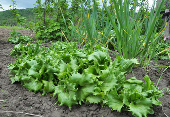 In the open ground grows lettuce (Lactuca sativa)