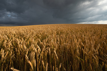 Harvest background