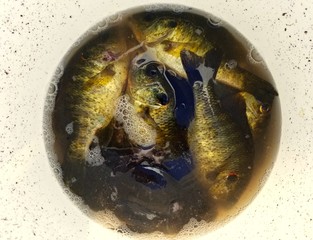 Variety of freshwater fish caught from the river at Port Everglades, Florida, U.S.A