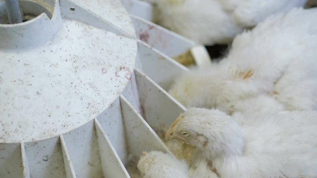 White broiler chicken at the poultry farm