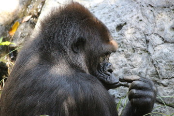 Obraz premium Gorilla 1
