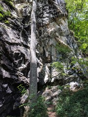 Boulder wall with trees and bushes