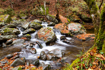 A Stream in a Forest at Autumn Time