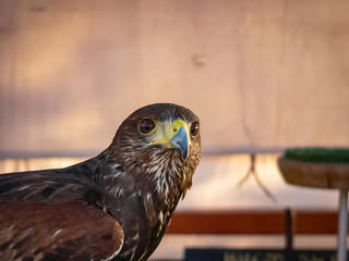 Raptor Birds Exhibition in Madrid, Spain
