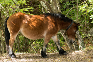 A group of brown and black horses walking through the forest