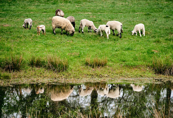 A flock of sheep peacefully grazing on a green meadows in springtime in Germany in April 2019 with reflctions on a pond