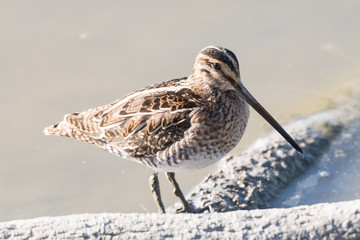 Small long billed bird on a branch in the lake