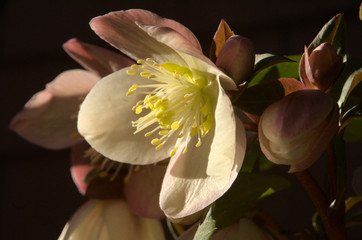 Helleborus niger; christmas rose in morning sunlight