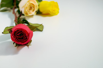 Three beautiful delicate roses, prepared for congratulations, lie on a white surface. One flower close up, two in a blur. St. Valentine day, Women's day. Copy space. Horizontal orientation.