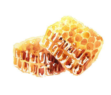 Honeycombs on white background. Watercolor illustration