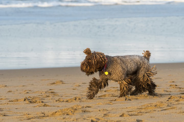 A dog with dreadlocks plays with a stick on the beach