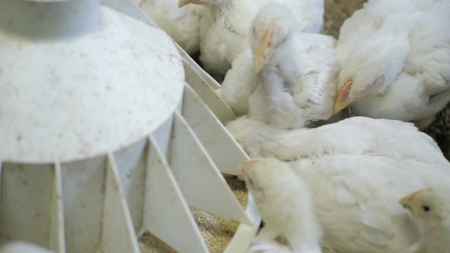 White broiler chicken at the poultry farm