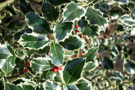 Close up image of leaves and berries of a holly bush. Perfect for background use