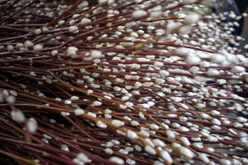 Willow branches are on shelves for sale for the holiday palm Sunday