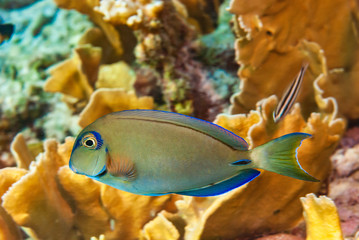 Ocean Surgeonfish swimming through a tropical reef