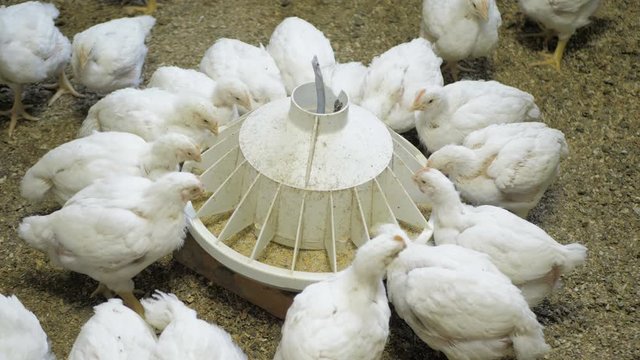 White broiler chicken at the poultry farm