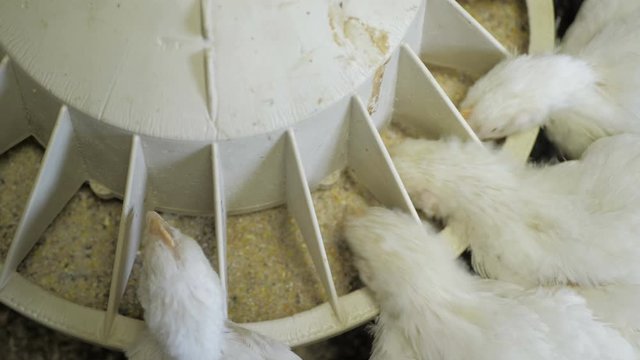 White broiler chicken at the poultry farm