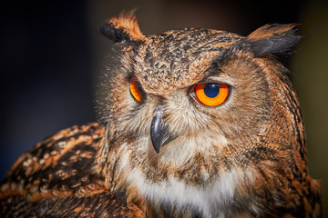 Closeup of a Eurasian Eagle-Owl (Bubo bubo)