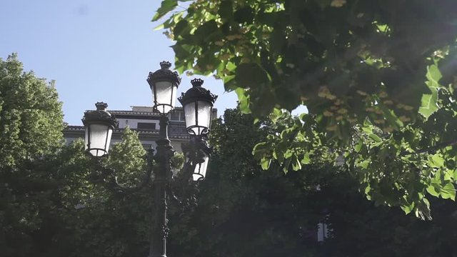Arboles en plaza de ciudad con hojas en movimiento entre rayos de sol HD