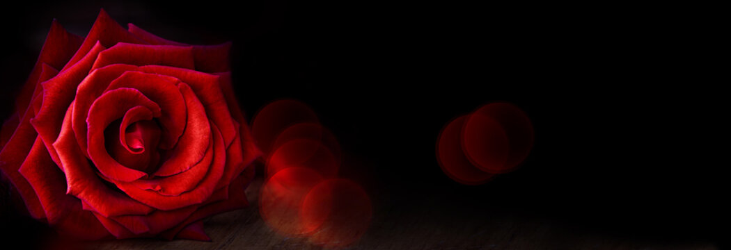 Dark flower banner with red rose on black background, bokeh lights © Floydine